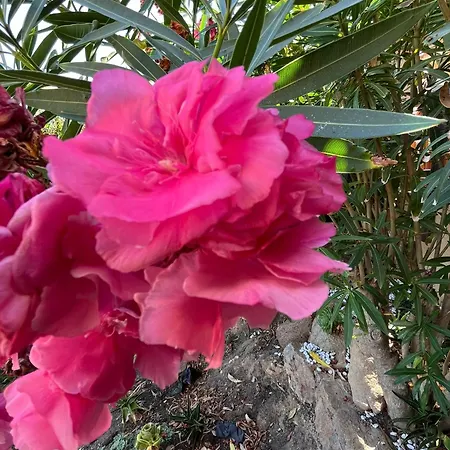 Domo Paola - Apartament Costa Paradiso