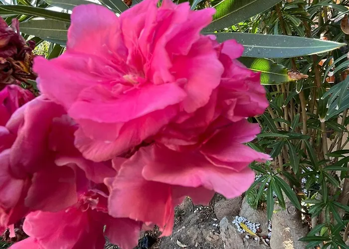 Domo Paola - Apartament Costa Paradiso